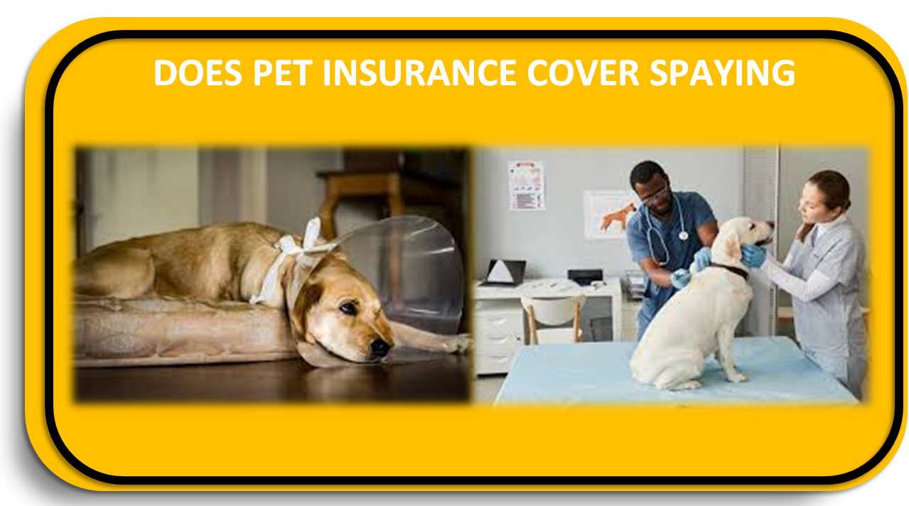 Does Pet Insurance Cover Spaying